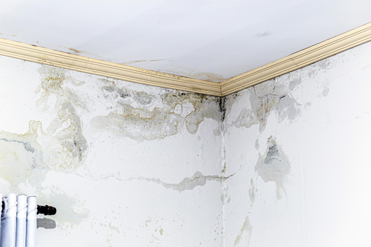 Handling Mold Damage after a Tropical Storm